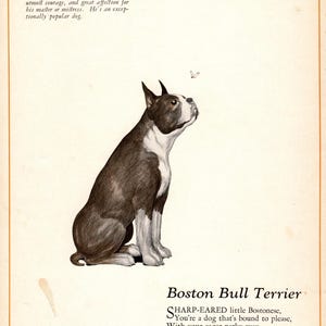 Sweet Boston Terrier Print Wall Art Decor 1920s Boston Terrier Dog Poetry Poem Illustration Gallery Wall Art Home Decor 13820bb