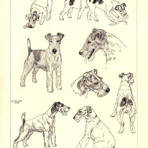 1930&#39;s Antique Fox Terrier Print Wall Art Decor Vere Temple Fox Terrier Illustration Cottage Home Decor Birthday Gift Idea 10927m