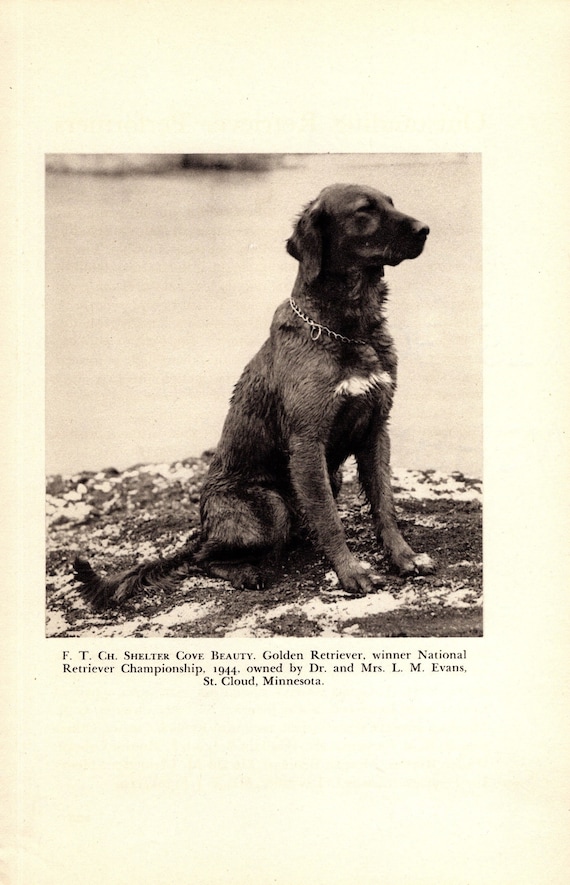 Golden Retriever Print Gallery Wall Decor 1940s Duck Hunting Dog Print  Champion Shelter Cove Beauty Gift for Birthday 6575j