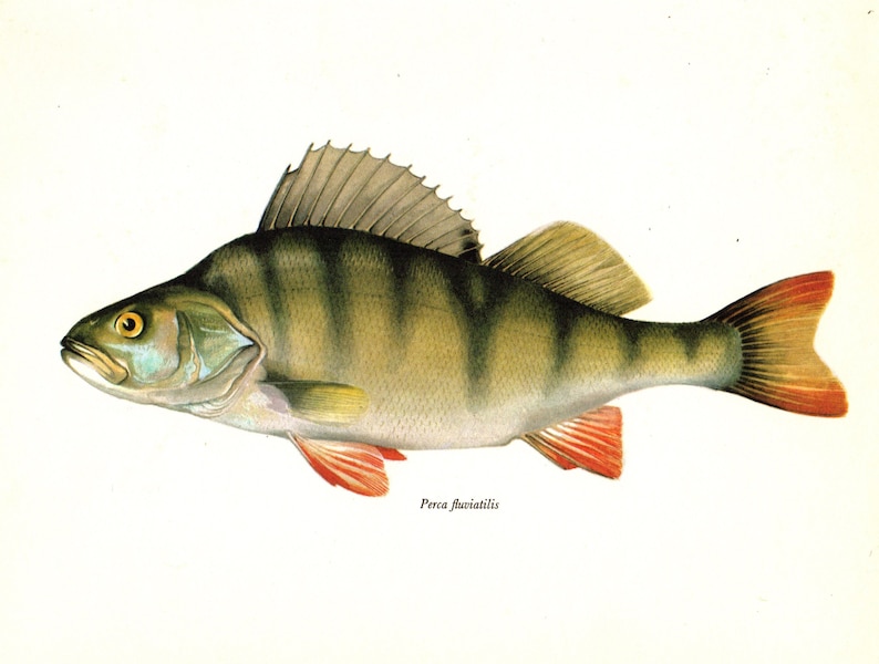 Vintage Perch Fish Print Ocean Decor Fish Art Fishing Wall Art F Vintage Perch Fish Print Ocean Decor Fish Art Fishing Wall Art F