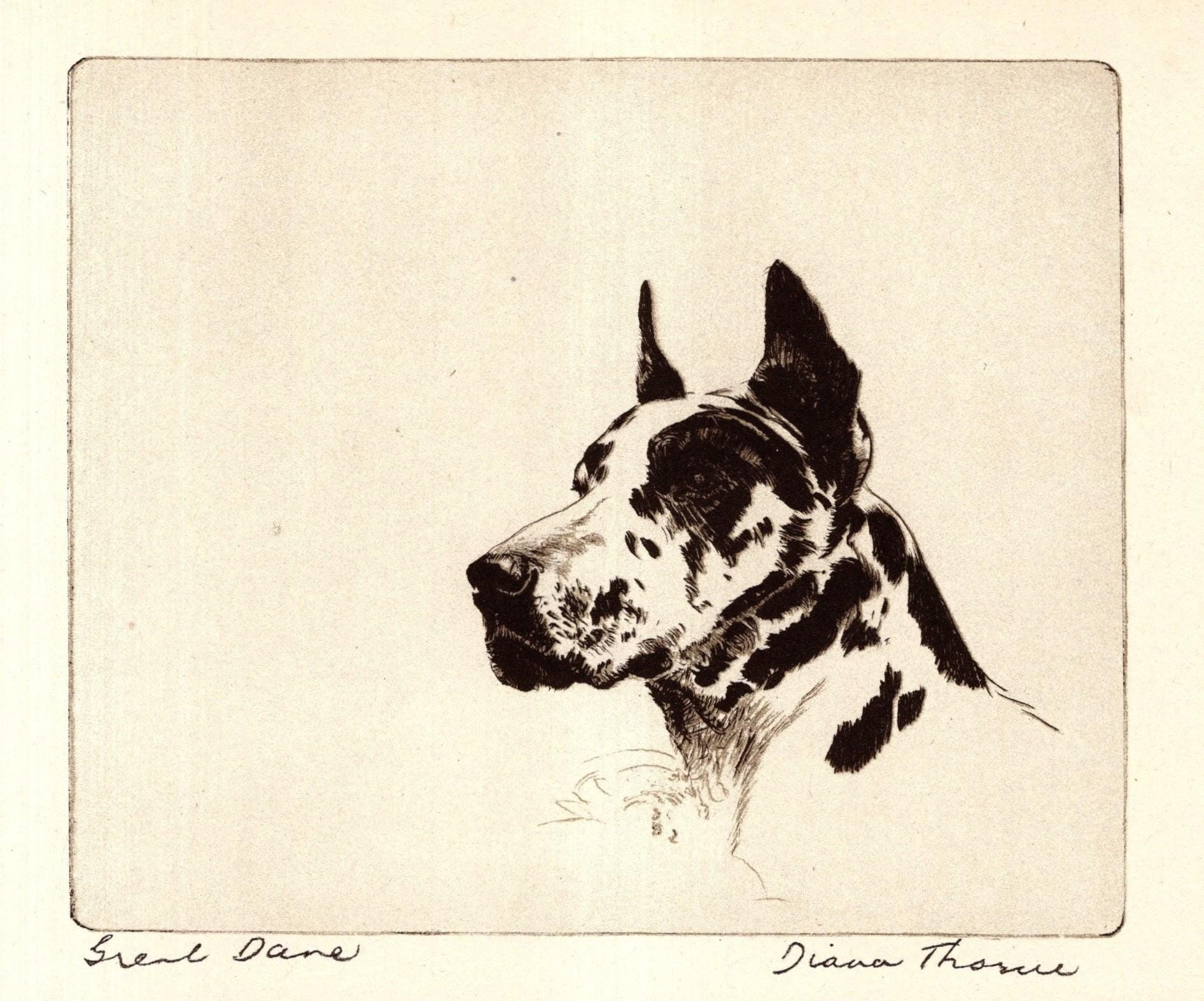 Antique Great Dane - Etsy