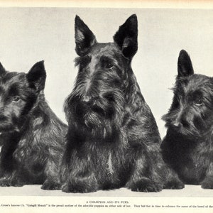 1930's Antique SCOTTISH TERRIER Dog Print Champion Gaisgill Monah and Puppies Scotty Dog Print Birthday Gift Idea 7749L