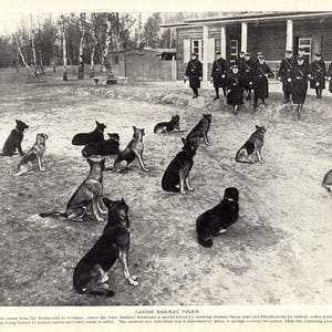 Idea de regalo de cumpleaños con impresión antigua de perro pastor alemán de los años 30, perro policía adiestrado en Alemania 10341f
