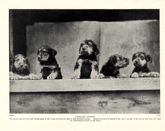 1930's Antique Airedale Terrier Print Wall Decor Airedale Puppy Puppies Print Gift for Birthday Friend 13459e