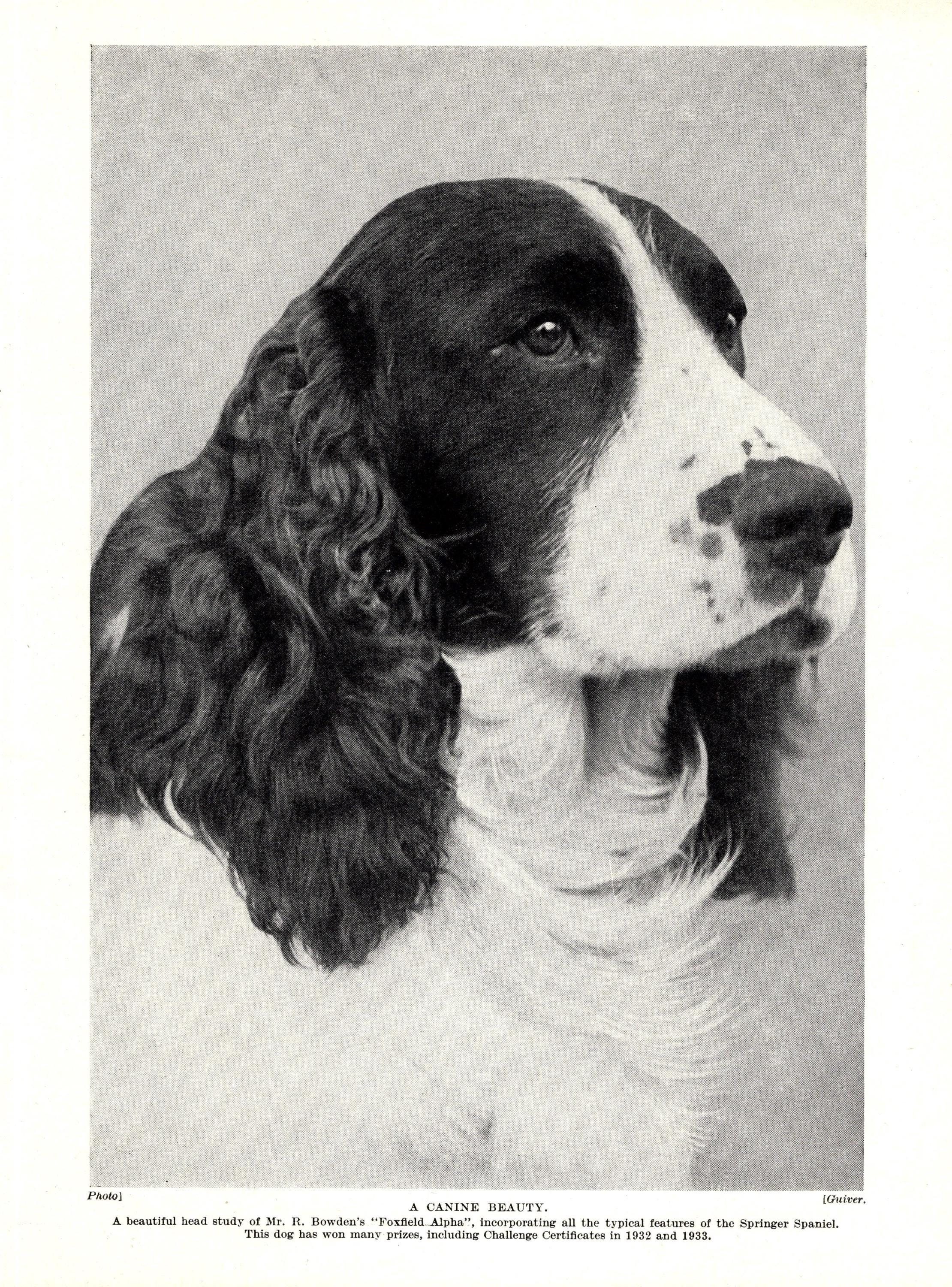 1930's Antique SPRINGER SPANIEL Dog Print Champion Foxfield Alpha ...