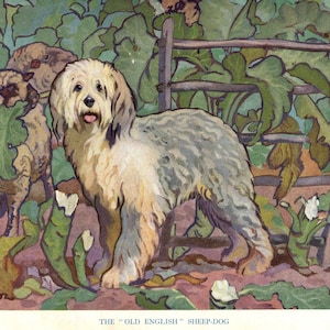 Vintage Old English Sheepdog Print Wall Art Decor 1950s Ken Harrow Sheepdog Art Illustration Gift for Birthday Friend 5968p