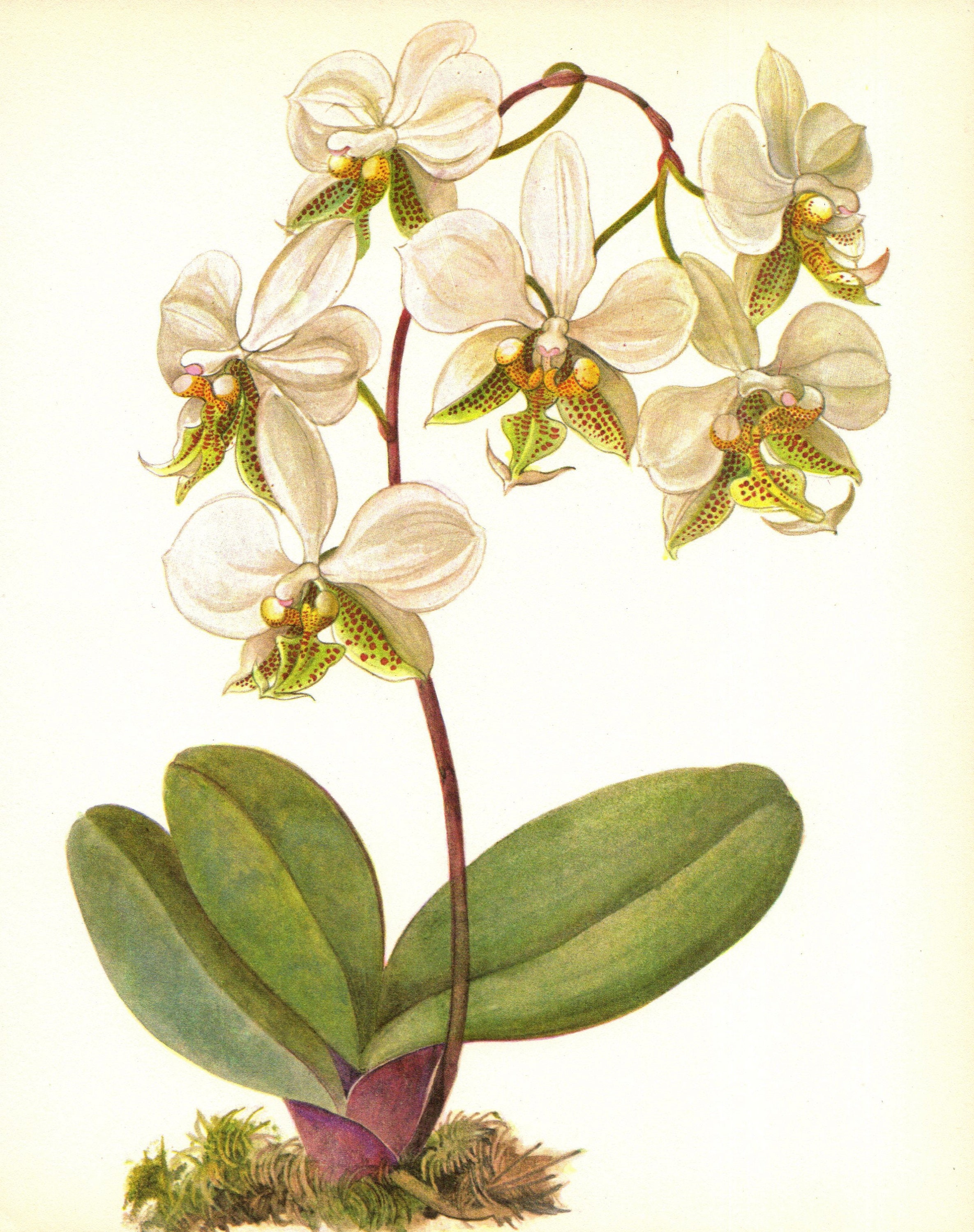 Wedding gift Orchid plants Floral Wall Art Antique Orchid Prints set of three Tropical Flowers Botanical Floral illustrations