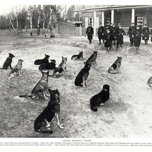 1930's Antique GERMAN SHEPHERD Dog Print Police Dog Training In Germany Birthday Gift Idea 7739a