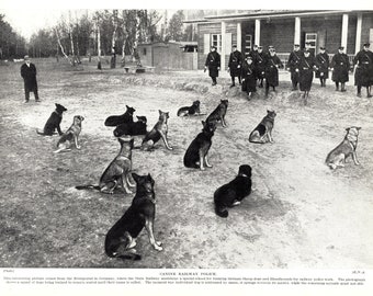 1930's Antique GERMAN SHEPHERD Dog Print Police Dog Training In Germany Birthday Gift Idea 7739a