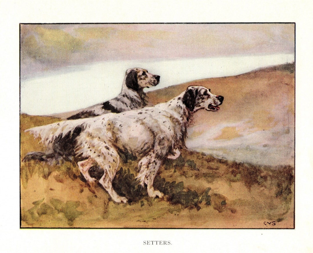 C1920 Antique English Setter Print Vernon Stokes English Setter Hunting ...