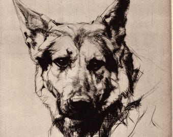 1930's Antique GERMAN SHEPHERD Print Wall Art Decor Malcolm Nicholson German Shepherd Illustration Dog Art Print Gift Idea 12950r