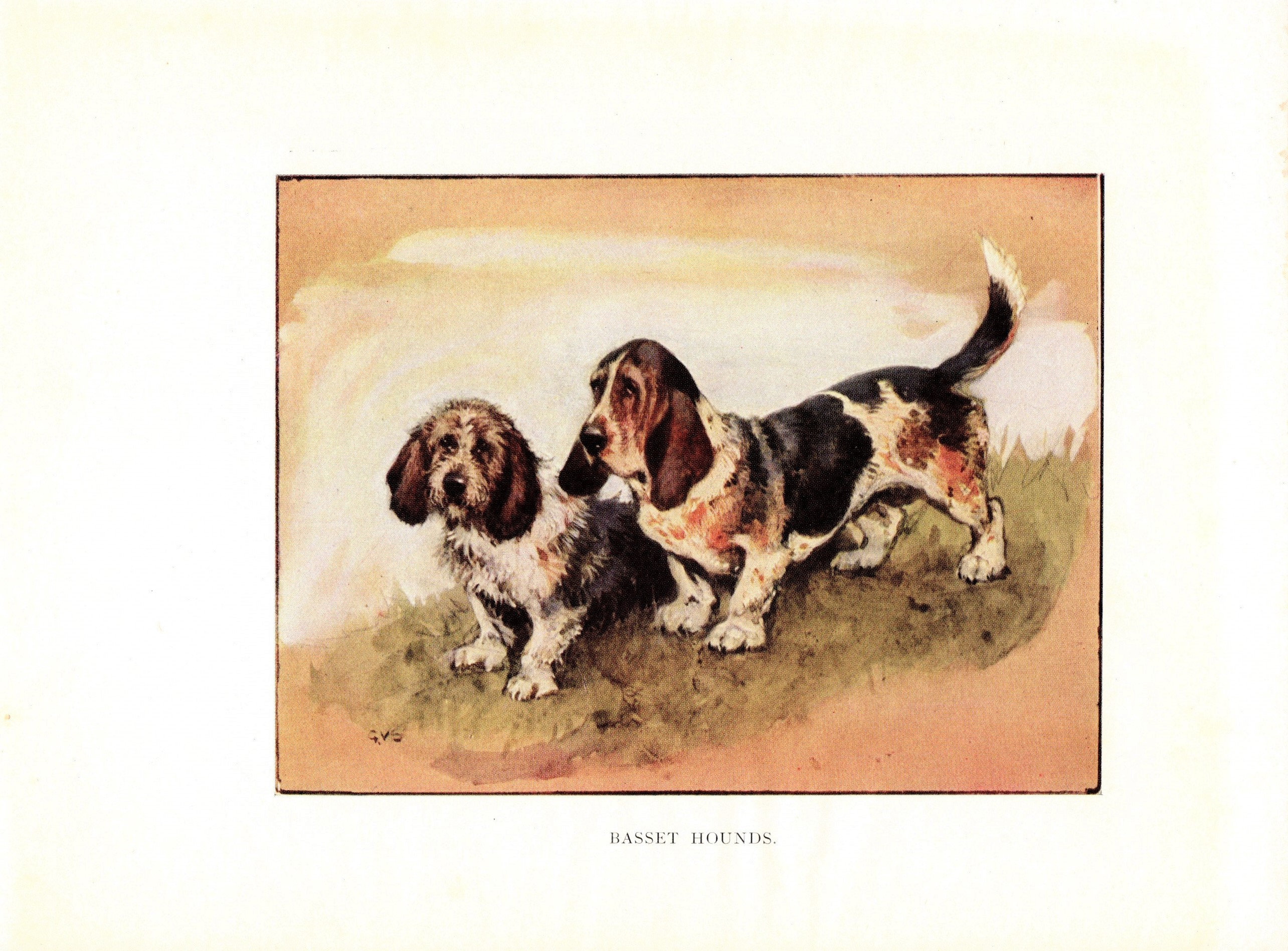Antique Basset Hound Print Wall Art Decor C1920 Vernon Stokes
