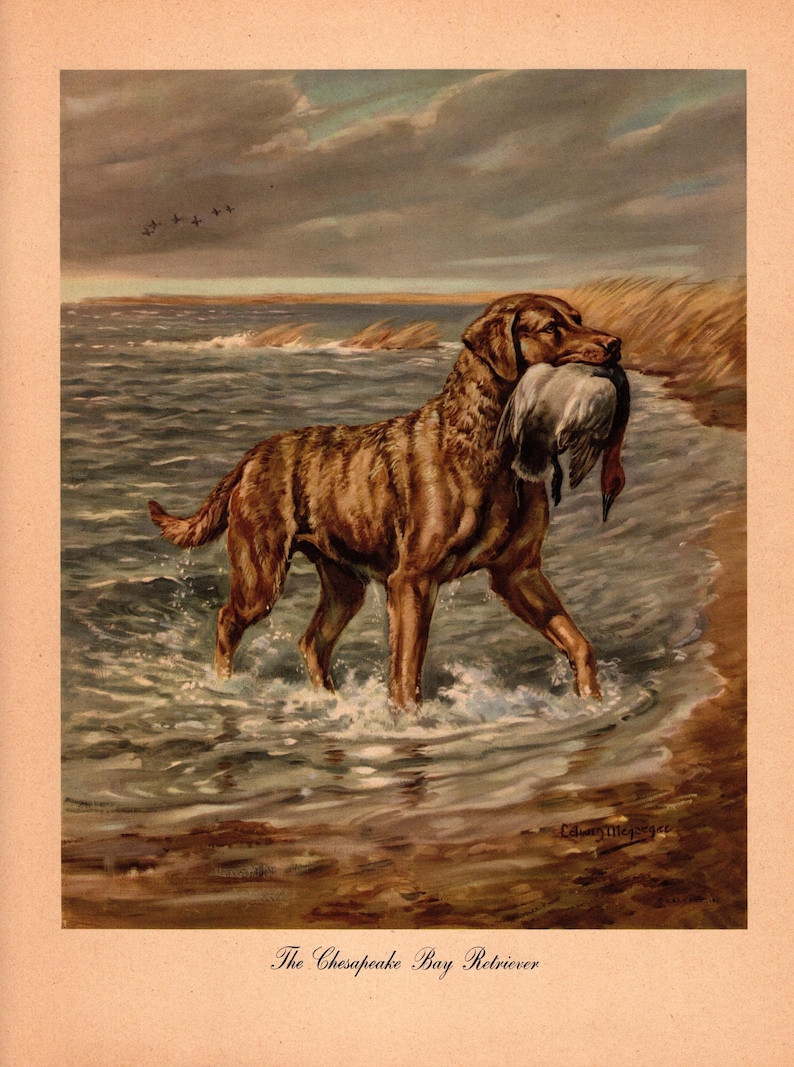 Large CHESAPEAKE BAY Retriever Print Wall Art Decor Vintage 1945 Edwin Megargee Gun Dog Hunting Dog Illustration Wall Art Home Decor 7566c