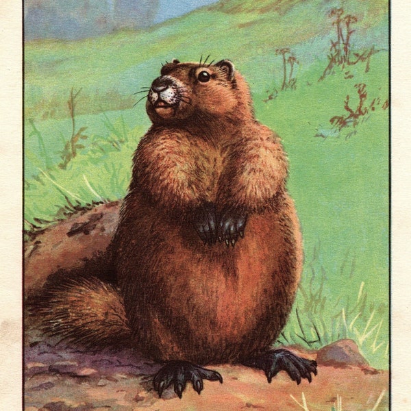 Antique Woodchuck Print Vintage Woodchuck Art Illustration Gallery Wall Art Home Decor Gift for Birthday 7369d