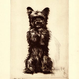Vintage Cairn Terrier Print Wall Art Decor 1935 Diana Thorne Cairn Terrier Pistache Illustration Gallery Wall Art  Gift Idea 9672s