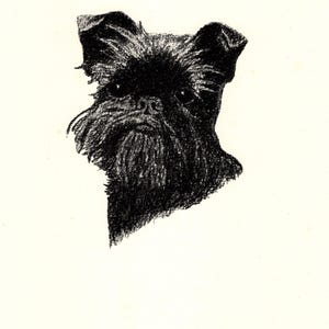 Stampa antica del 1935 raffigurante un grifone di Bruxelles, decorazione da parete, Vulcan Rin Tin Tin, Grifone di Bruxelles, C F Wardle, illustrazione del grifone di Bruxelles cfw 10711L