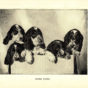 1935 Antique Springer Spaniel Dog Art Print Lovely Malcolm Nicholson ...
