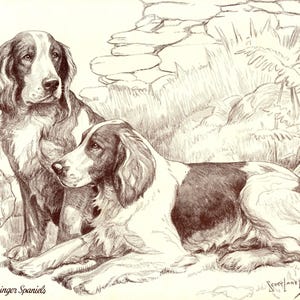 May include: A sepia-toned ink drawing of two Welsh Springer Spaniels. One dog sits upright while the other lies down in front of a stone wall and foliage. The text "Welsh Springer Spaniels" appears in the bottom left corner with a signature.