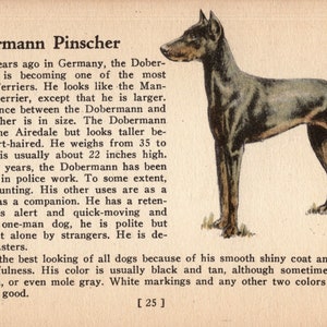 Tiny Doberman Pinscher Print 1938 MINIATURE Size Ole Larsen Doberman Dog Illustration Birthday Gift Idea 5019a