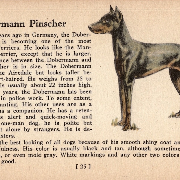 Winziger Dobermann Druck 1938 MINIATUR Größe Ole Larsen Dobermann Illustration Geburtstag Geschenk Idee 5019a