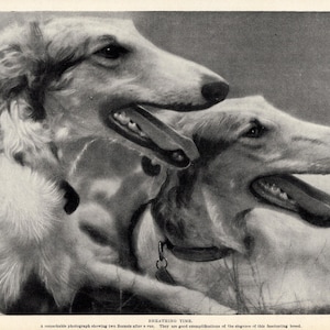 Décoration murale impression chien barzoï des années 1930 vintage lévrier russe impression galerie décoration murale idée cadeau 10368j