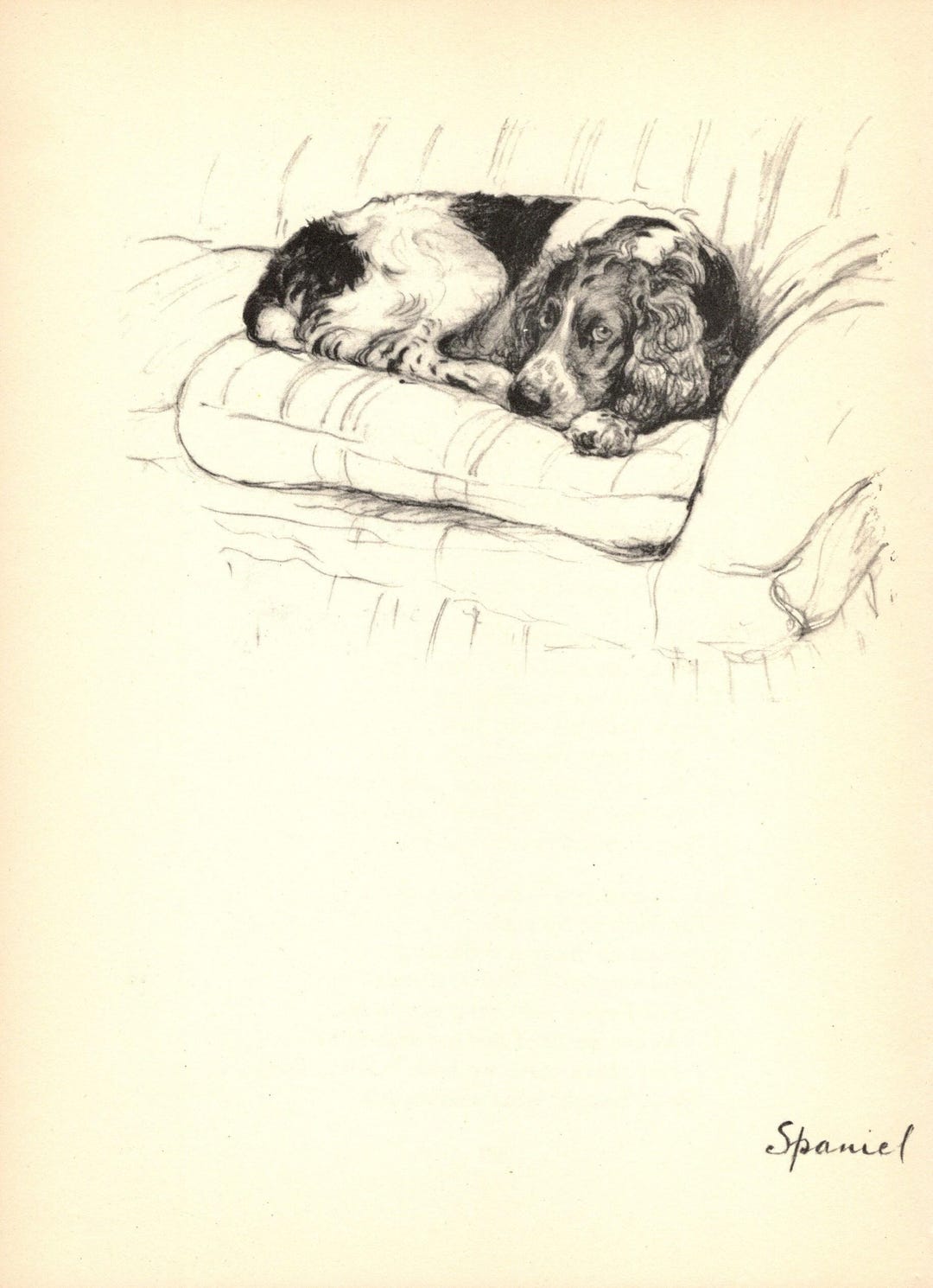 1930s Cecil Aldin Springer Spaniel Print Gundog Hunting Dog Wall Art ...