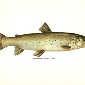 Vintage LAKE TROUT Fish Print Wall Art Decor Fish Gallery Wall Art  Fish Art Print Fishing Lake House Decor Gift for Fisherman 5932-36