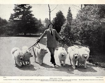 1930's Antique Samoyed Print Keyte Perry Samoyed Dogs On Their Daily Walk Wall Decor Birthday Gift Idea 12051t