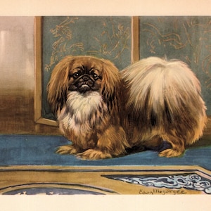 1942 Antique Pekingese Print Wall Art Decor Vintage Pekingese Illustration Edwin Megargee Pekingese Home Decor Birthday Gift Idea 11196t