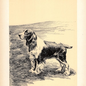 Antique Springer Spaniel Print Wall Art Decor Vintage 1933 Cleanthe Carr Springer Spaniel Illustration Gallery Wall Art 9008f