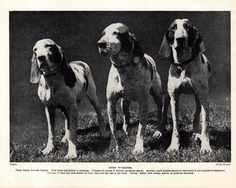 1930's Antique Bracco Italiano Dog Print Italian Hunting Dog Print Birthday Gift Idea 12048Q
