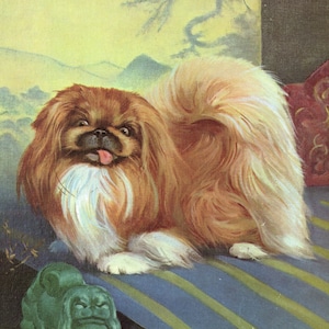 Vintage Pekingese Print Wall Art Decor Wesley Dennis Pekingese Illustration Kids Childrens Room Decor  Gift for Birthday wd 10606w