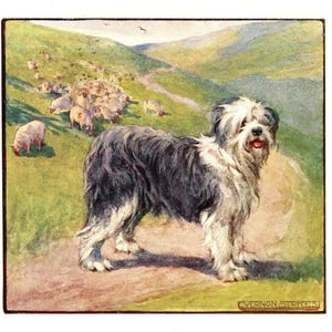 1906 Antique Old English Sheepdog Print Vernon Stokes Vintage Sheepdog Illustration Lodge Cottage Home Decor Gift for Birthday vs 11434h