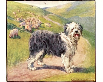Antik gammal engelsk fårhund från 1906, tryck av Vernon Stokes, vintage fårhund, illustration, stuga, heminredning, present till födelsedag vs 11434h
