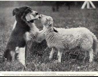 1930's SHEEPDOG Dog Print Bottle Feeding Lamb Lambing Season Farming Theme Print Gift Idea 12936b