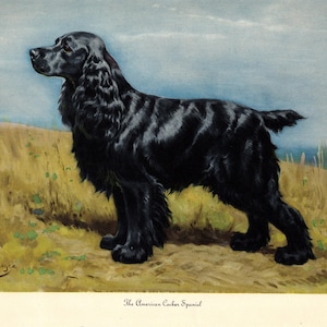 Antique Cocker Spaniel Print Wall Art Decor Vintage 1942 Edwin Megargee Cocker Spaniel Illustration Print Home Library Decor 10142t