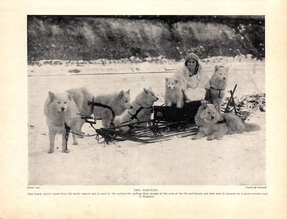 1930's Antique SLED DOGS Print Samoyed Pulling Sledge Sled Dog