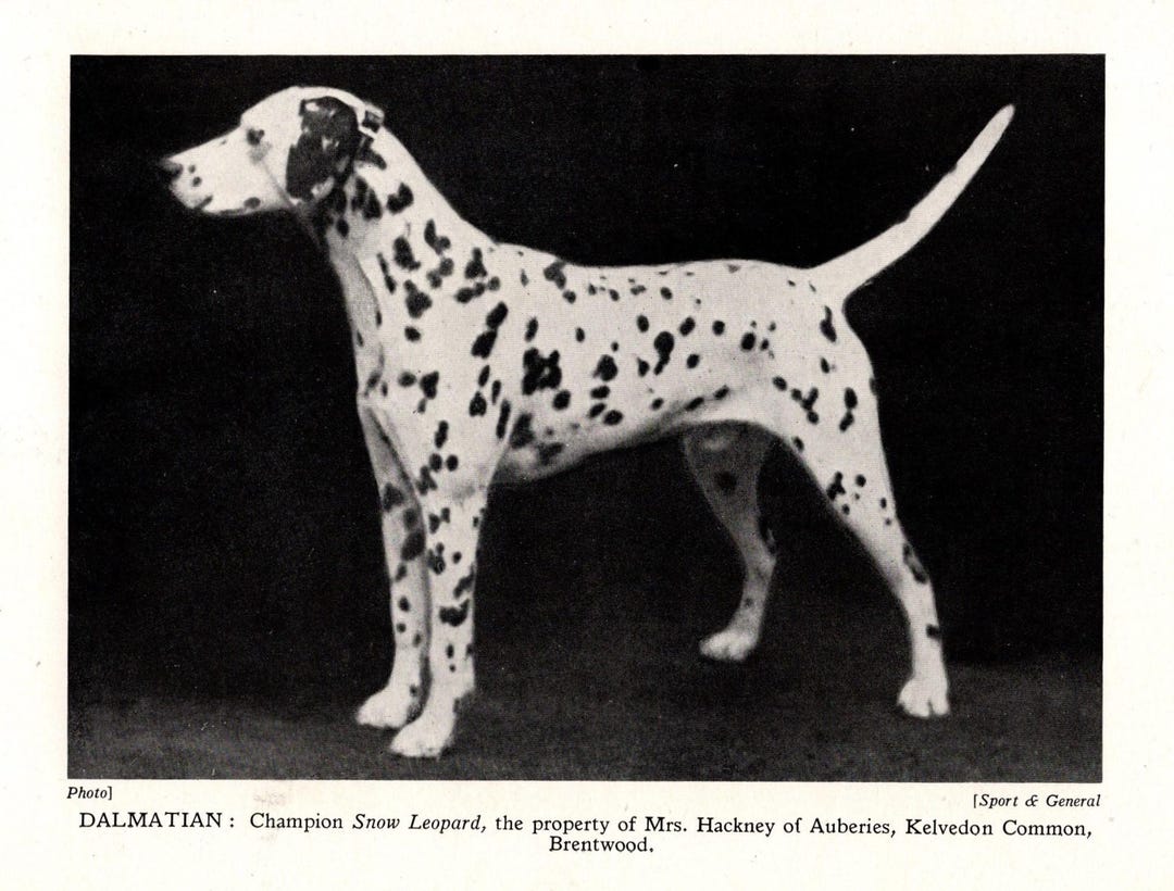 Antique Dalmatian Print Champion Snow Leopard Dalmatian Print