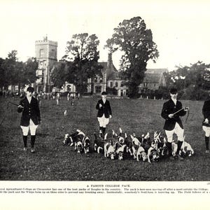 1930&#39;s Antique Beagle Hunting Dog Print Royal Agricultural College Cirencester Pack Cabin Lodge Decor Birthday Gift for Equestrian 9115v