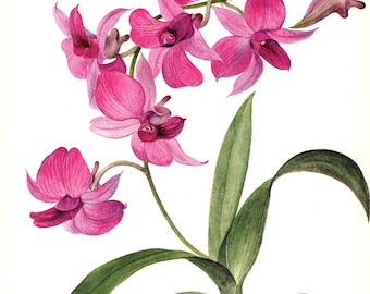 Vintage Butterfly Orchid Print Pink Orchid Illustration Gallery Wall Art Cottage Decor Dendrobium Phalaenopsis Gift for Gardener 13412-80