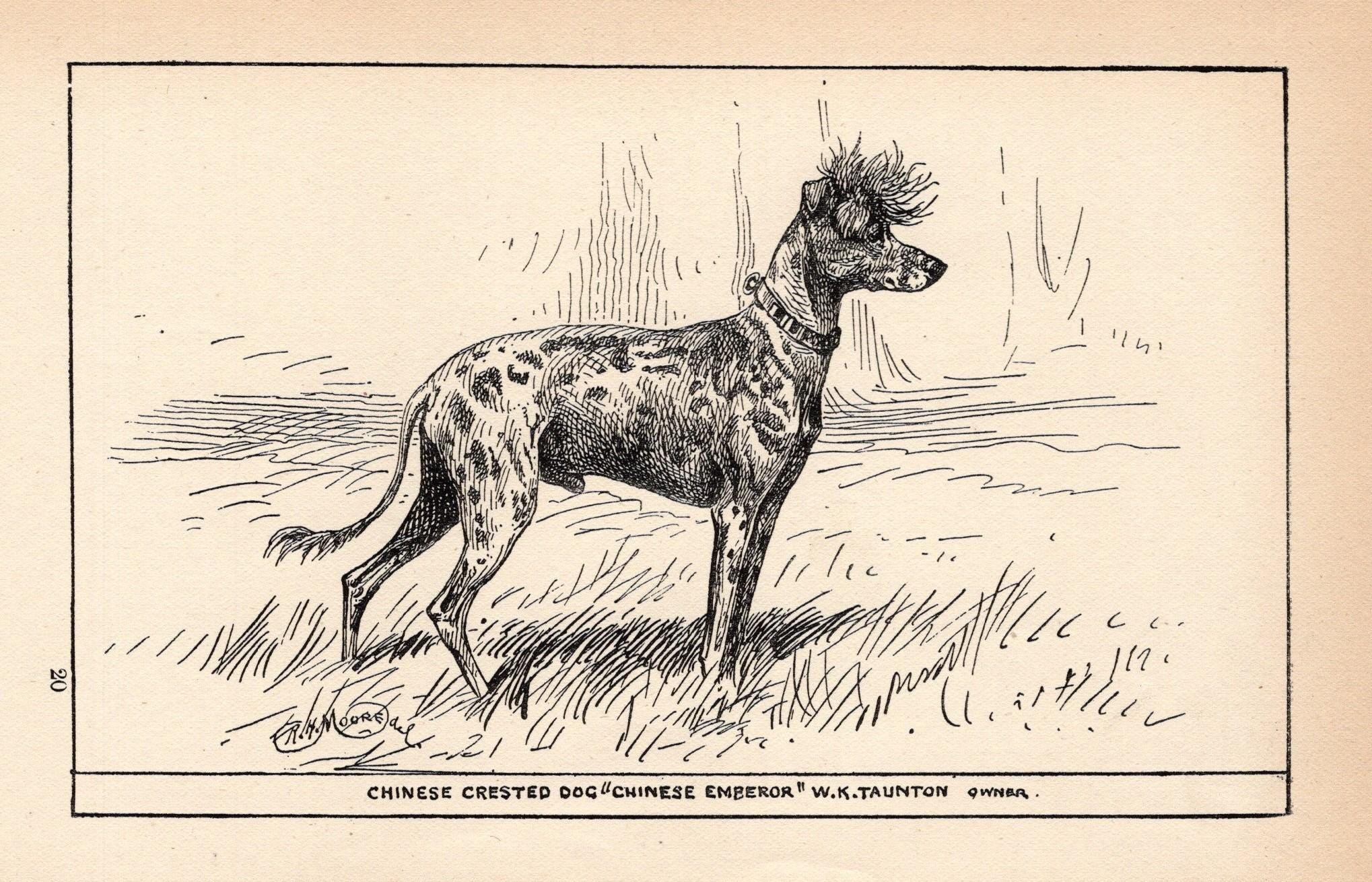 1900年代のアンティークチャイニーズ・クレステッド・ドッグの版画