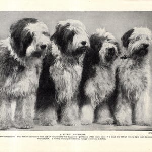 Impresión de perro pastor inglés antiguo de los años 30. Cuatro robustos perros pastores. Decoración de pared. Idea de regalo de cumpleaños. 12028Q