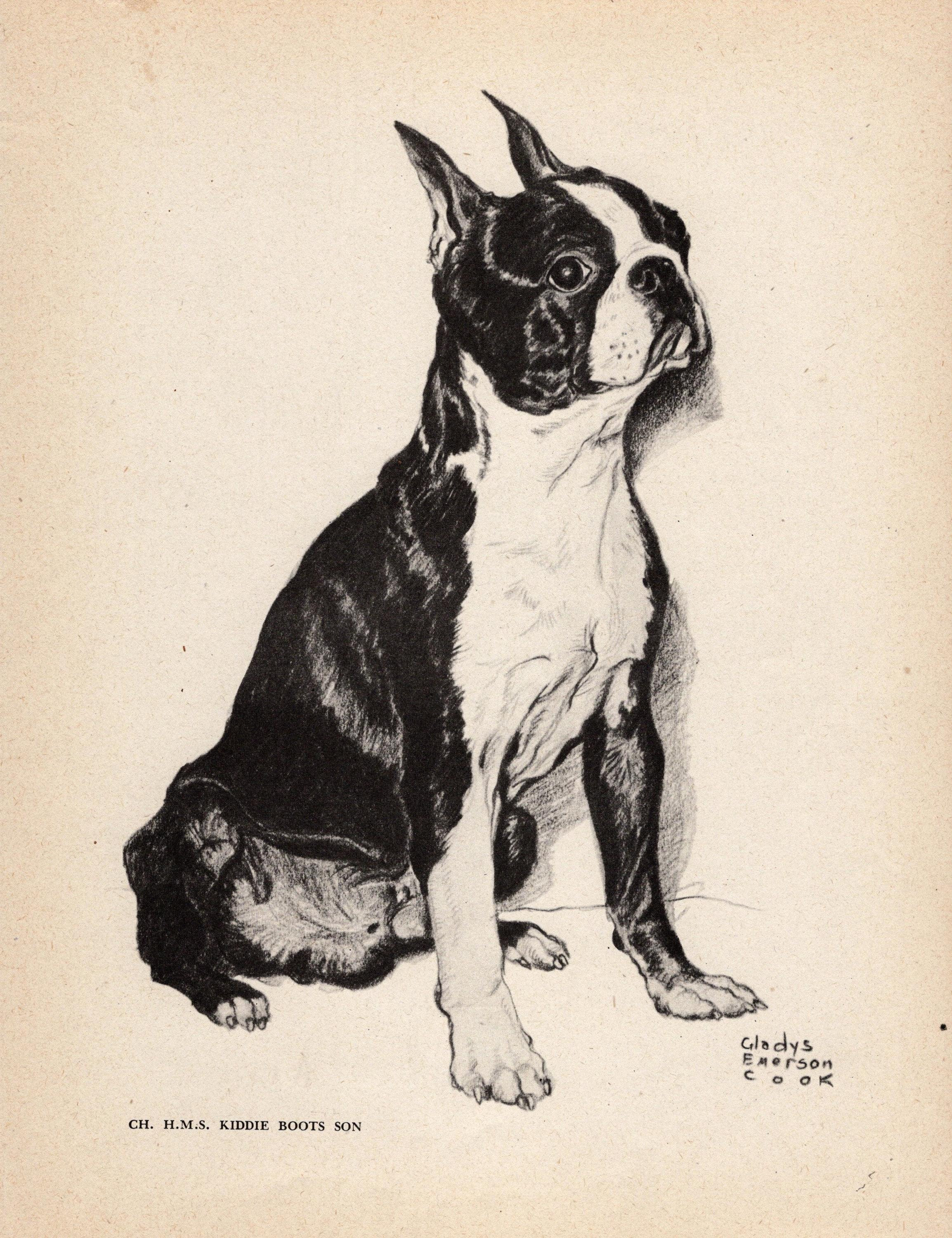 1945 Antique Boston Terrier Print Ch H.M.S. Kiddie Boots Son Boston Terrier Illustration Wall Art Decor Gladys Cook Dog Art GEC 8989u Etsy
