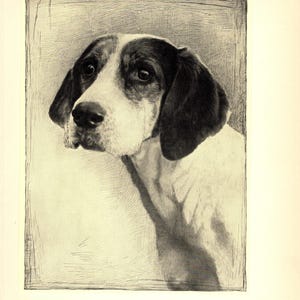 1935 Antique Foxhound Druck Wand Kunst Dekor Malcolm Nicholson Foxhound Illustration Galerie Wand Kunst Geschenk für Geburtstag mn 9315d