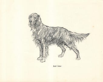 Antique Irish Setter Print Wall Art Decor 1938 Vintage K Barker Irish Setter Illustration Gift  kfb 12075y