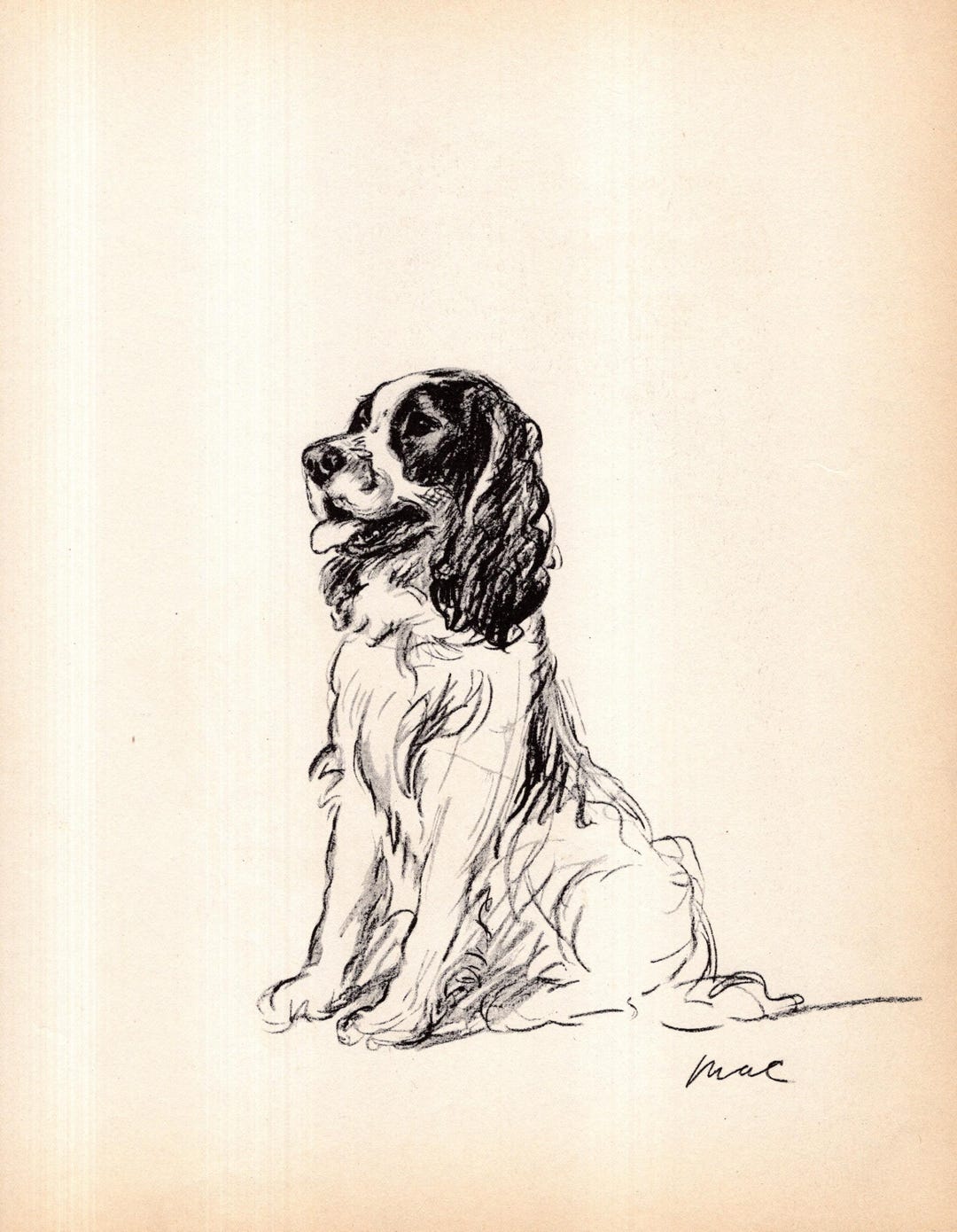 1937 Vintage Springer Spaniel Print Wall Art Decor Lucy Dawson Springer ...