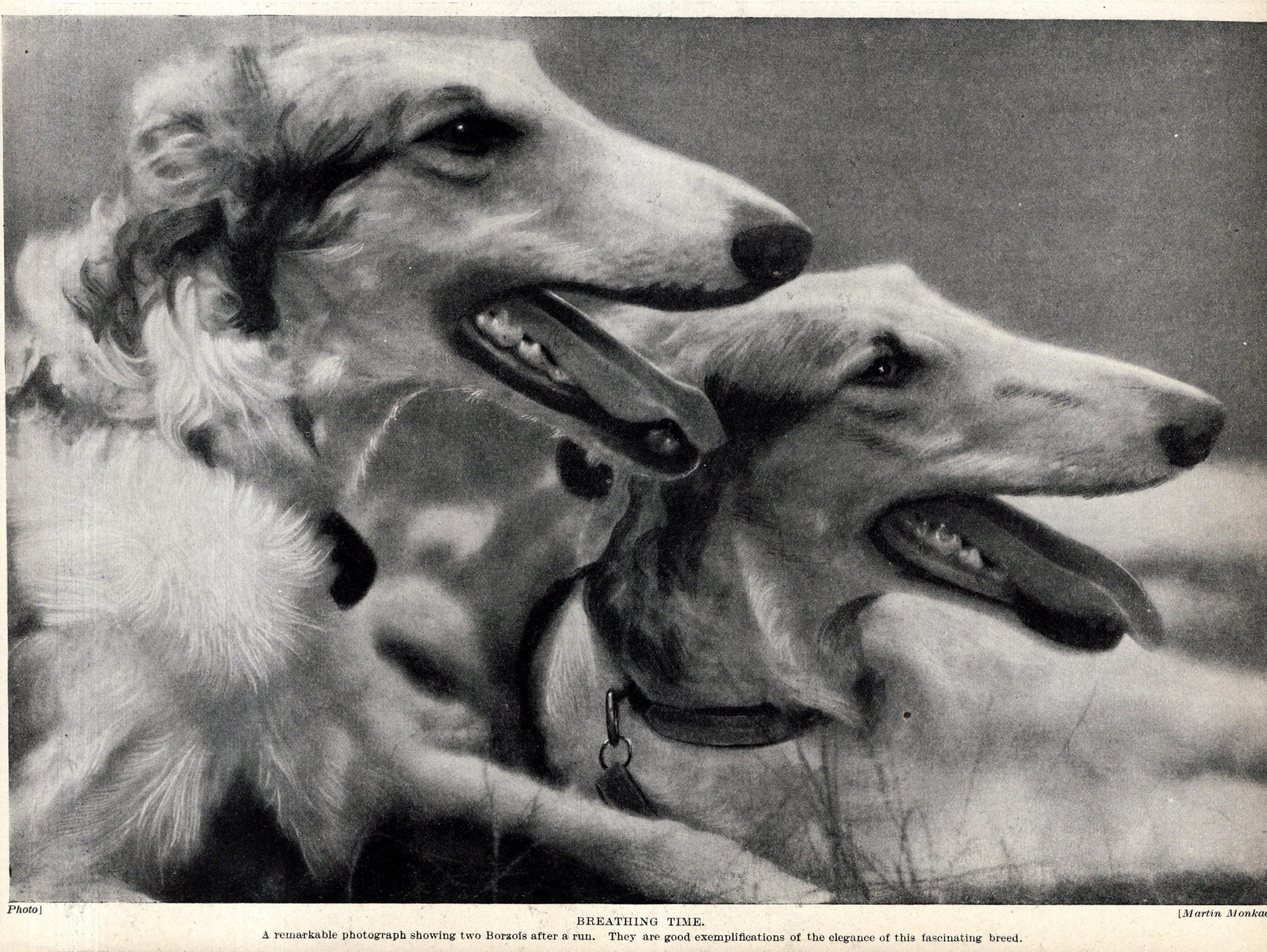 1930年代のボルゾイ犬のプリント壁飾り ヴィンテージ ロシアンウルフ 