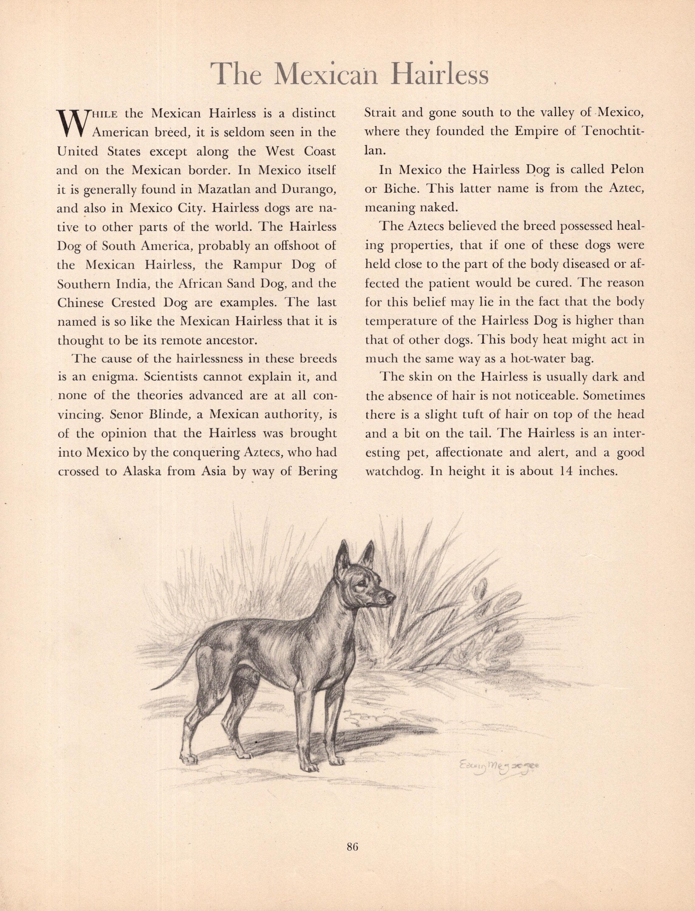 Antique Mexican Hairless Dog Print Wall Art Decor 1942 Edwin Megargee Mexican Hairless Art Illustration Birthday Gift 11200x