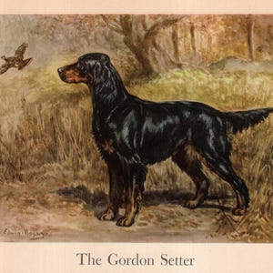1942 Antique GORDON SETTER Print Wall Art Decor Gundog Illustration Edwin Megargee Hunting Dog Art Print Birthday Gift Idea 12375r