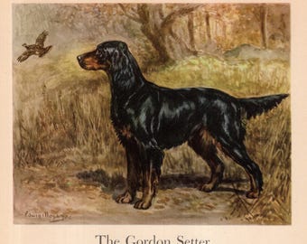 1942 Antique GORDON SETTER Print Wall Art Decor Gundog Illustration Edwin Megargee Hunting Dog Art Print Birthday Gift Idea 12375r